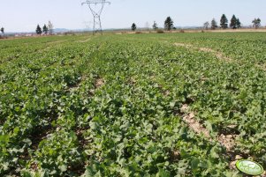 Rzepak Nelson 10.04.2011