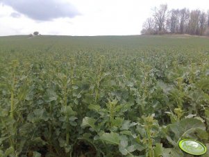 Rzepak NK AVIATOR F1