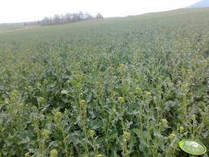 Rzepak NK AVIATOR F1