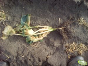 Rzepak odmiana Canti