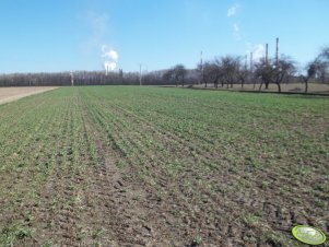 Rzepak ozimy Bellevue