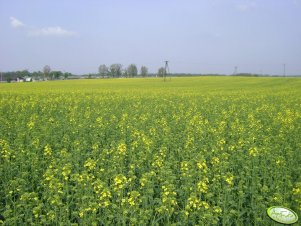 Rzepak Ozimy NK Petrol 