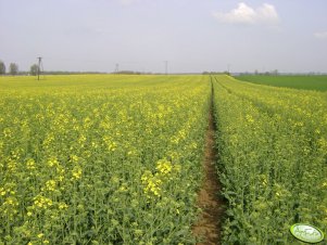 Rzepak Ozimy NK Petrol