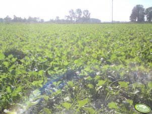 Rzepak ozimy "Osprey"