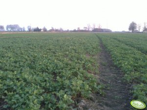 Rzepak ozimy "Osprey"