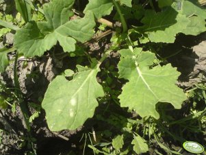 Rzepak ozimy "Osprey"