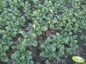 Rzepak Ozimy "Osprey"