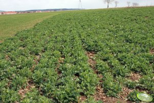 Rzepak Rohan F1 01.04.2012