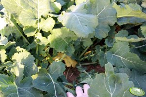 Rzepak Rohan F1 06.11.2011