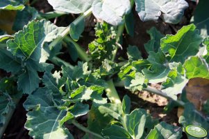 Rzepak Rohan F1 06.11.2011