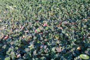 Rzepak Rohan F1 06.11.2011