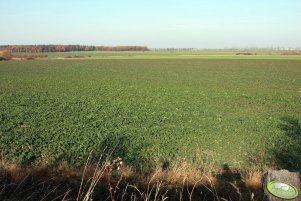 Rzepak Rohan F1 06.11.2011