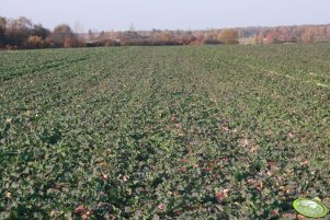 Rzepak Rohan F1 06.11.2011