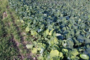 Rzepak Rohan F1 06.11.2011