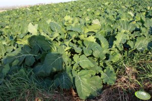 Rzepak Rohan F1 06.11.2011