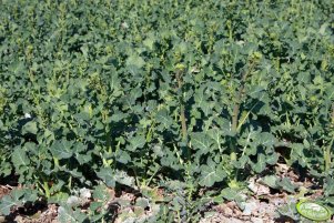 Rzepak Rohan F1 09.04.2012