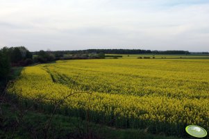 Rzepak Rohan F1 i Sensation F1 29.04.2012