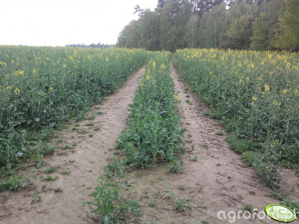 Rzepak Ścieżki Technologiczne Zdjęcie Fotka Foto Numer 287182 Galeria Rolnicza Agrofoto 3223