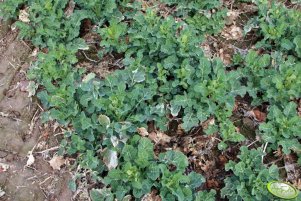 Rzepak Sensation F1 01.04.2012