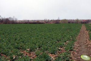 Rzepak Sensation F1 01.04.2012