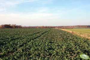 Rzepak Sensation F1 06.11.2011