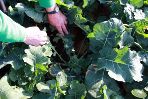 Rzepak Sensation F1 06.11.2011