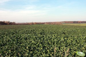 Rzepak Sensation F1 06.11.2011