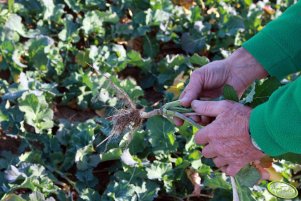 Rzepak Sensation F1 06.11.2011