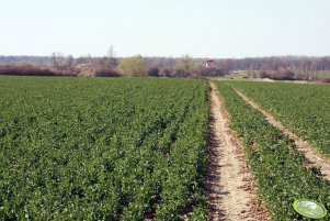 Rzepak Sensation F1 09.04.2012