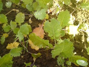 Rzepak żółknięcie