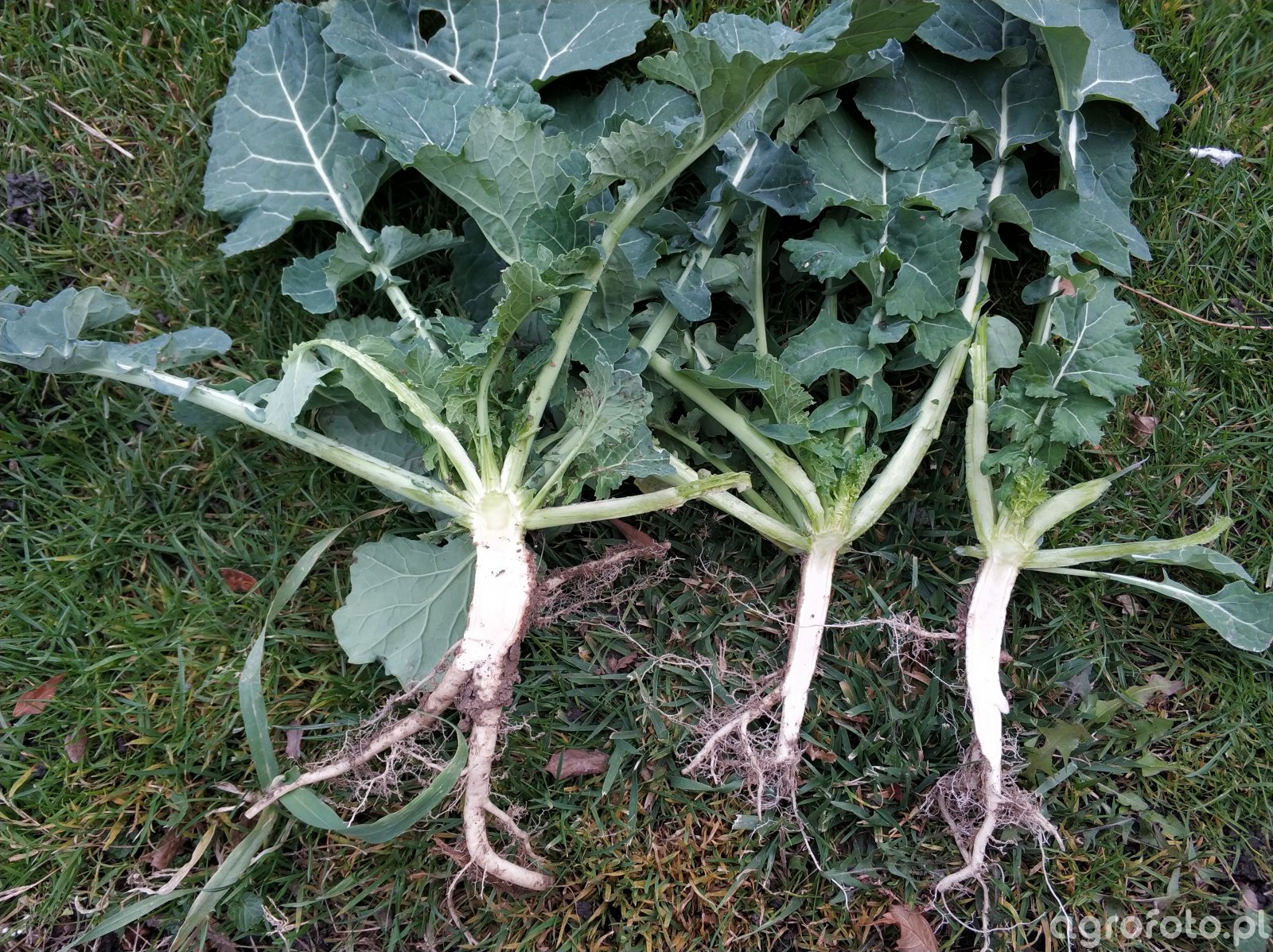 Rzepak Atora F1 - 24.11.2018 - system korzeniowy