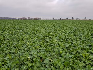 Rzepak Atora F1 - 24.11.2018