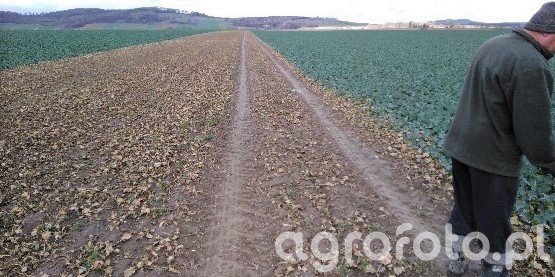 rzepak_l_145ef20ca3836e1ff056ae8e2965150d.jpeg