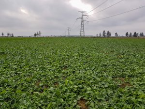 Rzepak Prince F1 - 24.11.2018