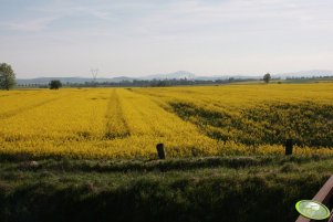 Rzepaki 10.05.2011