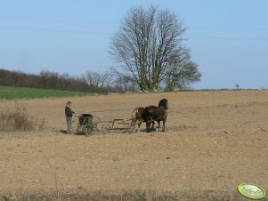 Siewnik konny