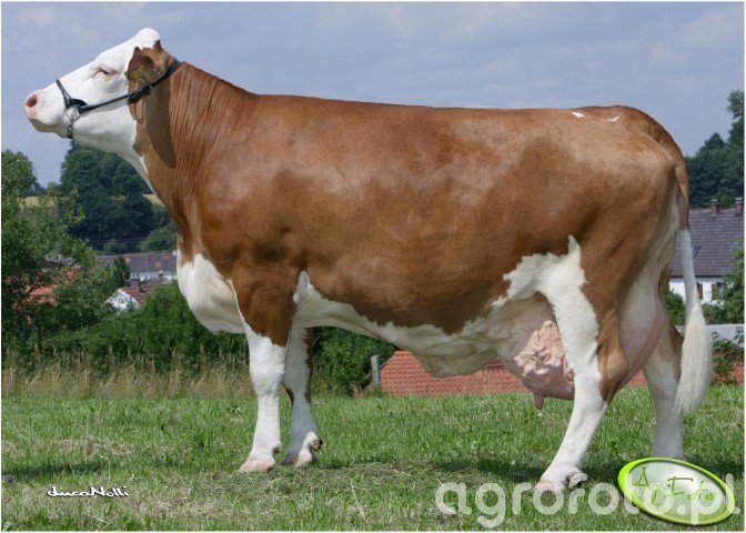 Simental - zdjęcie, fotka, foto numer 402659 - Galeria rolnicza agrofoto