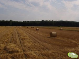 słoma z pszenżyta