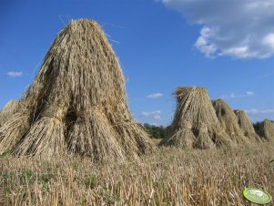 Snopki pszenicy