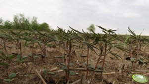 Sonet nie zaprawiany