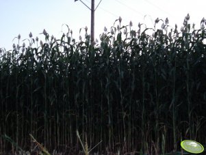 Sorgo 2007