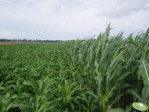 Sorgo i kukurydza