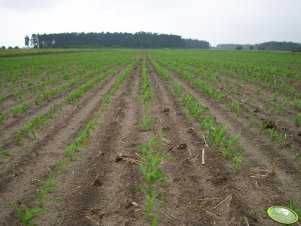 Sorgo