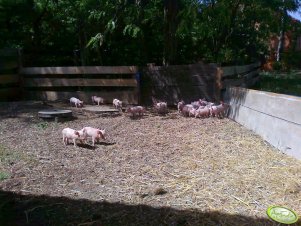 Stadko prosiąt na wolnym powietrzu