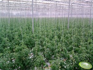 Szklarnia i pomidory