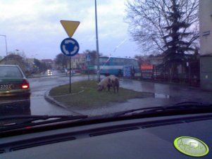 szukam chlewiku! 