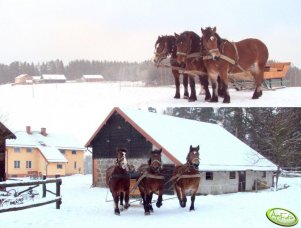 Trójka w saniach