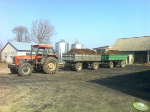 Ursus 1014 + dwie przyczepy 