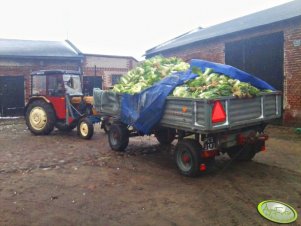 Ursus C 330 + przyczepa AUTOSAN D 35 M