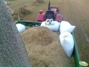 Ursus C- 360 i przyczepa z rumiankiem